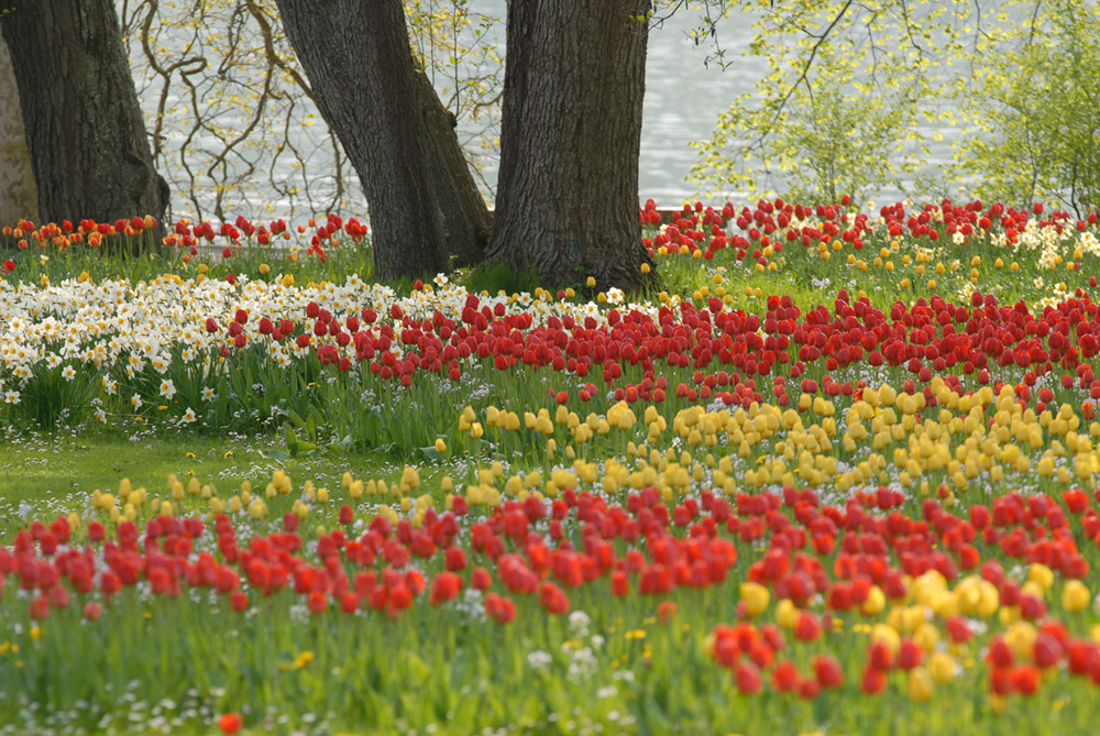 Hof Geiger Lake Constance, Tulips